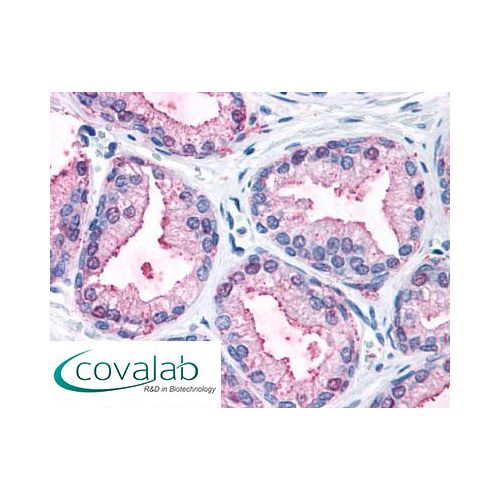 MAPK3 / ERK1 (Internal) antibody