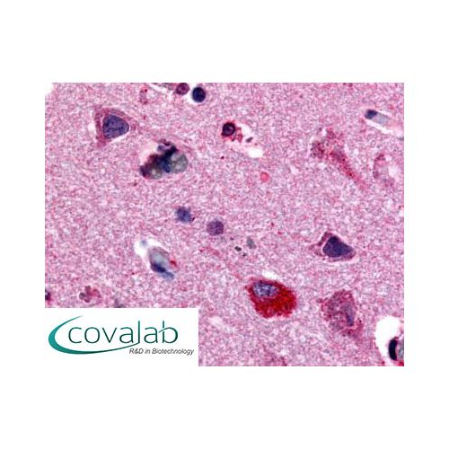 MAPK3 / ERK1 (Internal) antibody