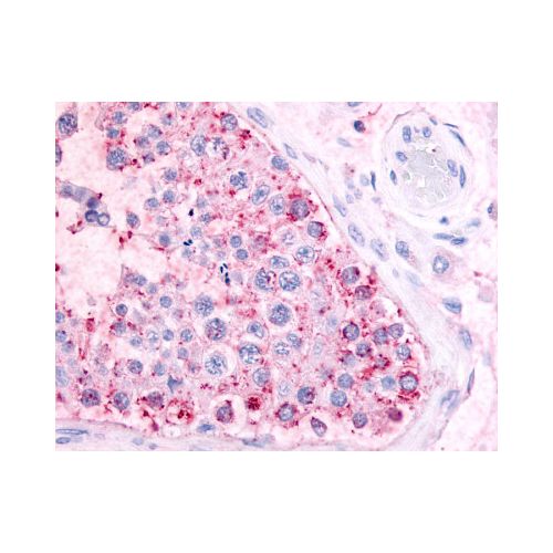 MAS1 (Extracellular Domain) antibody