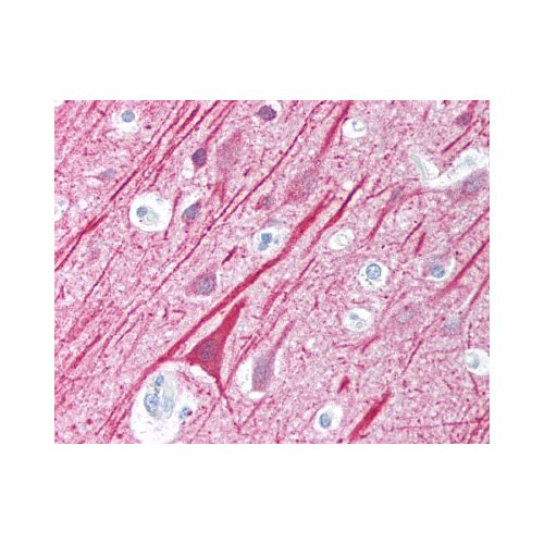 MAVS / VISA (Internal) antibody