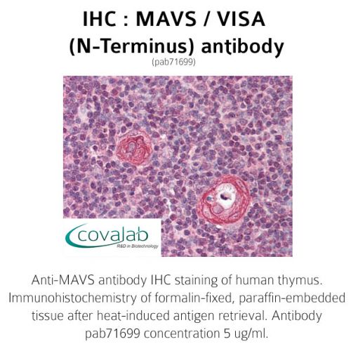 MAVS / VISA (N-Terminus) antibody