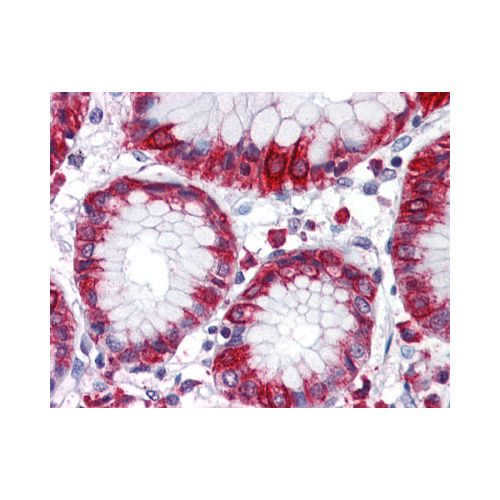 MBOAT4 (Internal) antibody