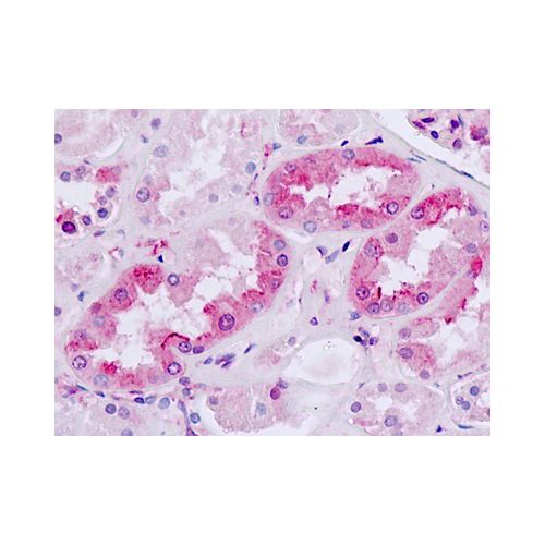 MC4 Receptor (Cytoplasmic Domain) antibody
