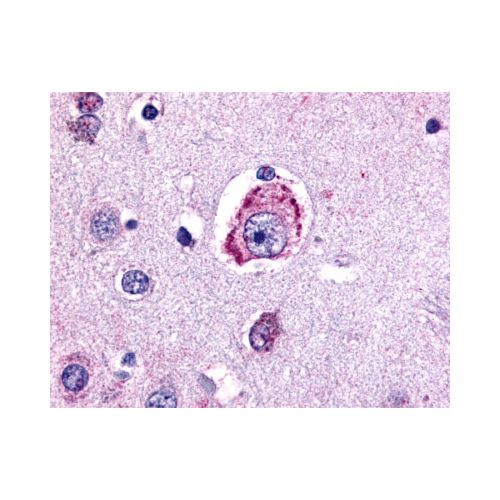MC4 Receptor (N-Terminus) antibody