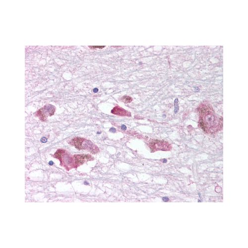 MCHR1 (C-Terminus) antibody