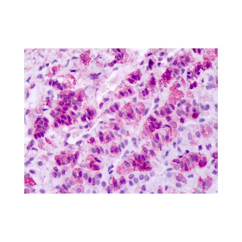 MCHR1 (N-Terminus) antibody
