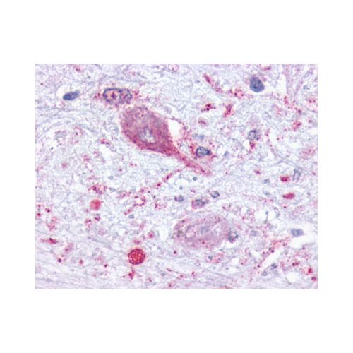 MCHR1 (N-Terminus) antibody
