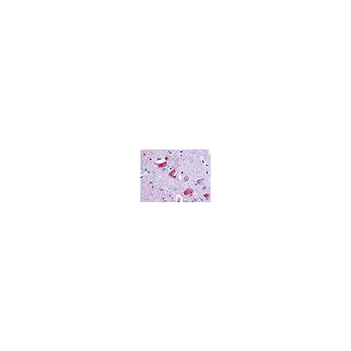 MCHR2 (Cytoplasmic Domain) antibody