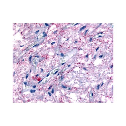 Melatonin Related Receptor (Cytoplasmic Domain) antibody