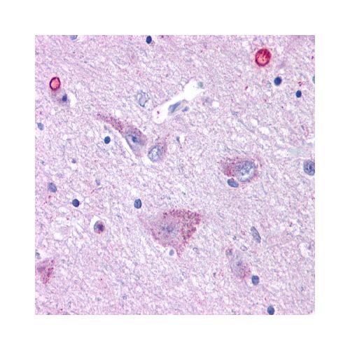 Melatonin Related Receptor (Cytoplasmic Domain) antibody