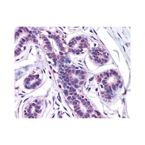 MFI2 (N-Terminus) antibody