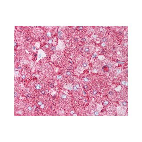 MINK1 / MAP4K6 (Internal) antibody