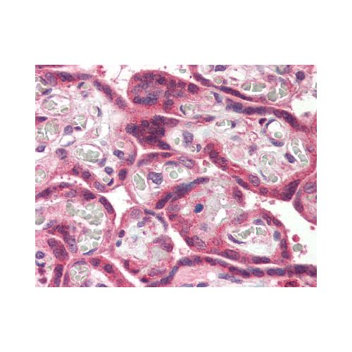 MLEC (Internal) antibody