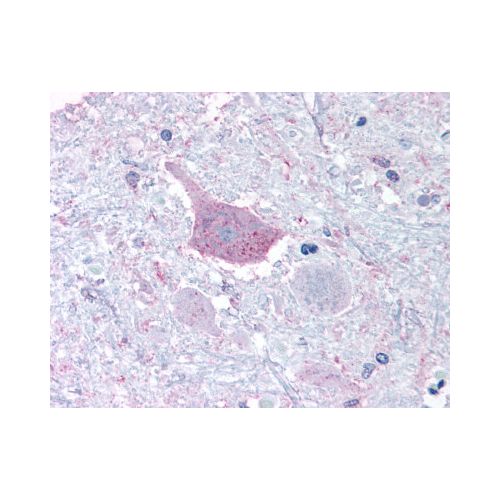 MRGPRD (Cytoplasmic Domain) antibody
