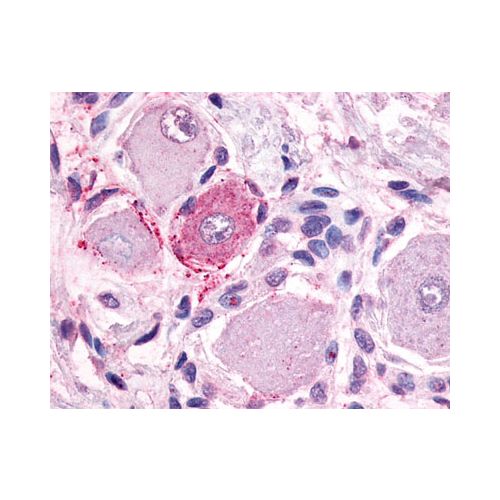 MRGPRE (C-Terminus) antibody