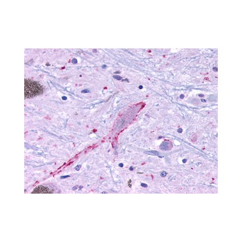 MRGPRF (C-Terminus) antibody