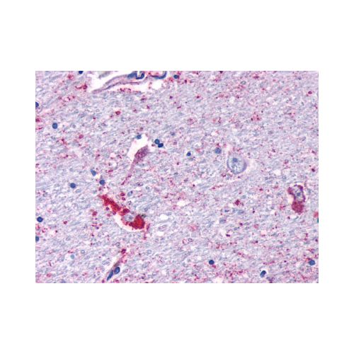 MRGPRF (N-Terminus) antibody