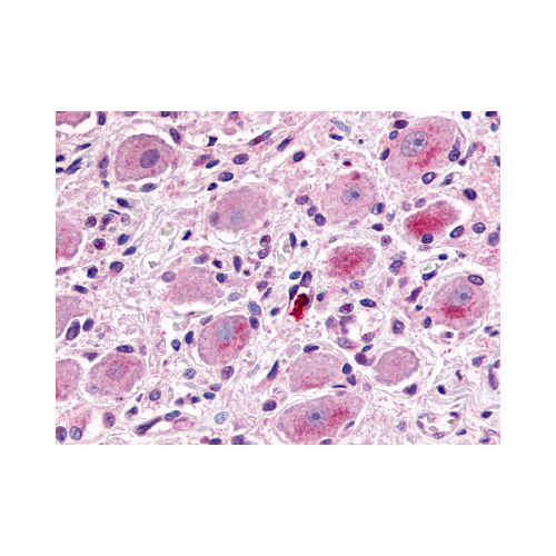MRGPRX1 / MRGX1 (N-Terminus) antibody