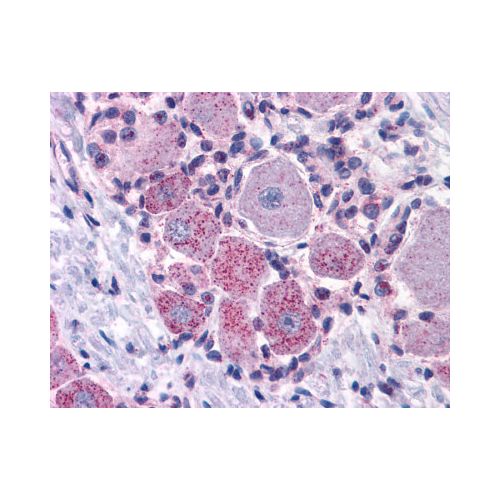 MRGPRX2 / MRGX2 (Extracellular Domain) antibody