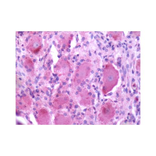 MRGPRX2 / MRGX2 (Extracellular Domain) antibody