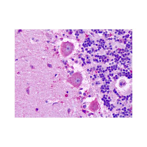 MRGPRX3 / MRGX3 (Extracellular Domain) antibody