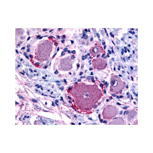 MRGPRX4 / MRGX4 (C-Terminus) antibody