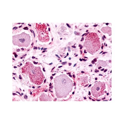 MRGPRX4 / MRGX4 (N-Terminus) antibody