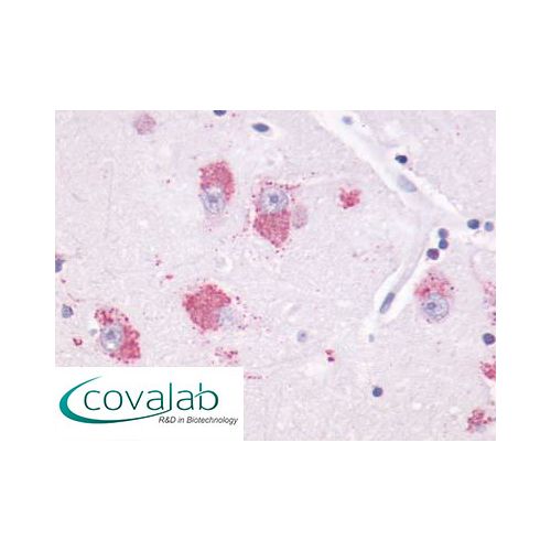 MTNR1A (Cytoplasmic Domain) antibody
