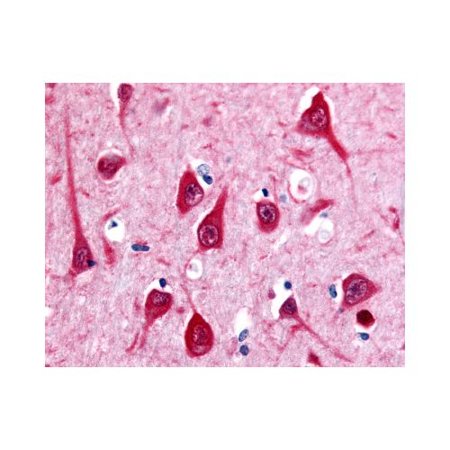 MTNR1B (C-Terminus) antibody