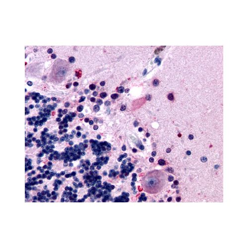 MTNR1B (Extracellular Domain) antibody