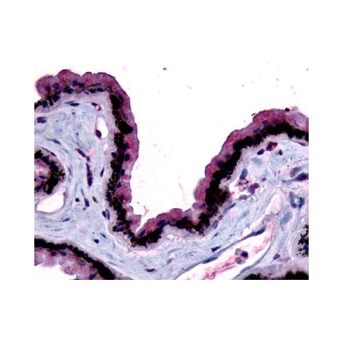 MTNR1B (N-Terminus) antibody