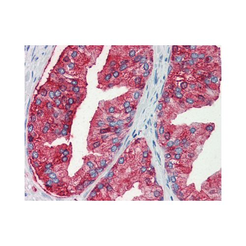 MUC13 (Internal) antibody