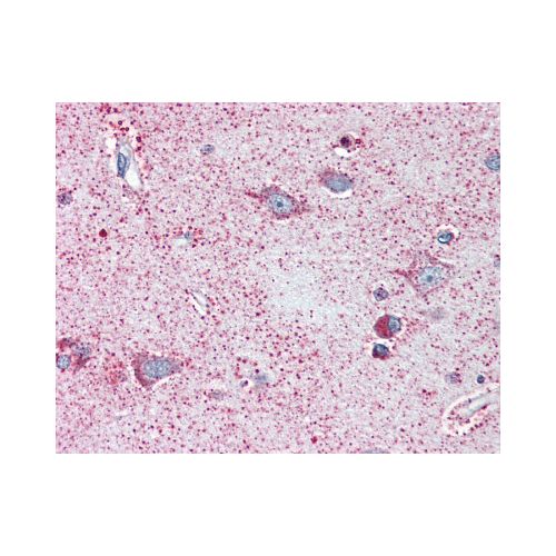 NEK6 (N-Terminus) antibody
