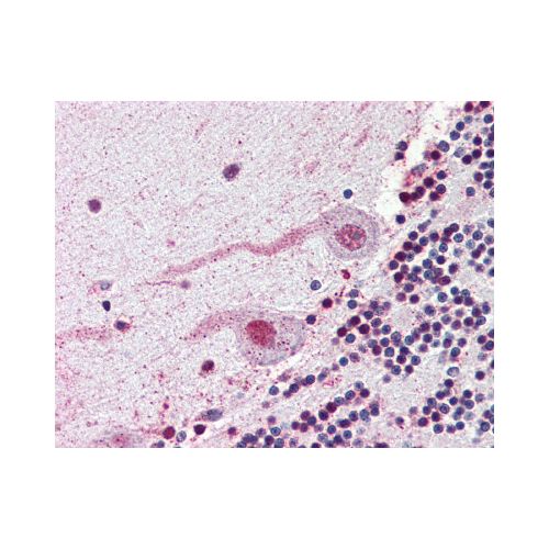 NEK7 (N-Terminus) antibody