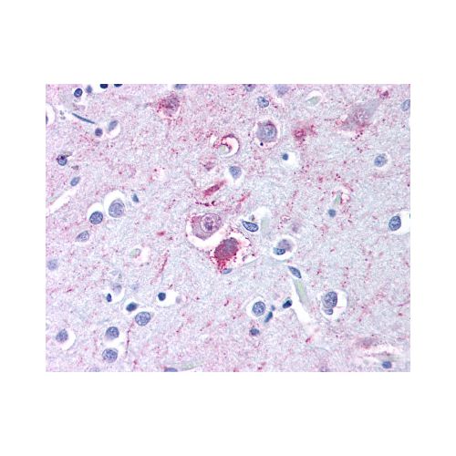 Neurokinin 1 Receptor (C-Terminus) antibody