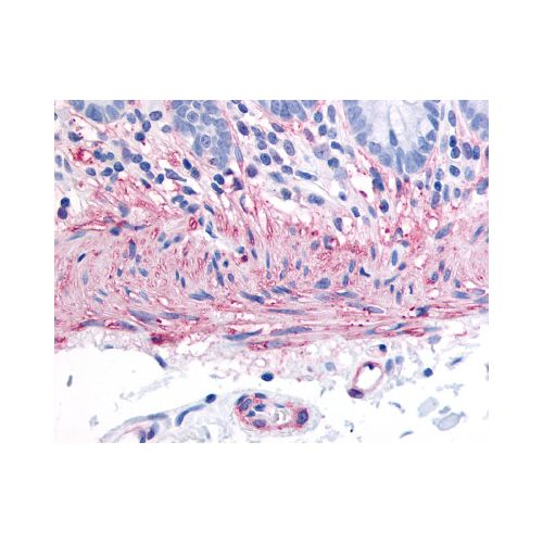 Neurokinin A Receptor (C-Terminus) antibody