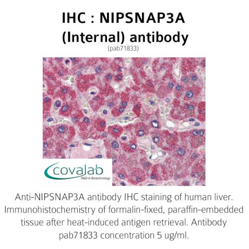 NIPSNAP3A (Internal) antibody