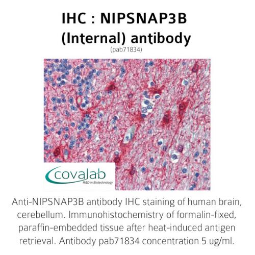 NIPSNAP3B (Internal) antibody