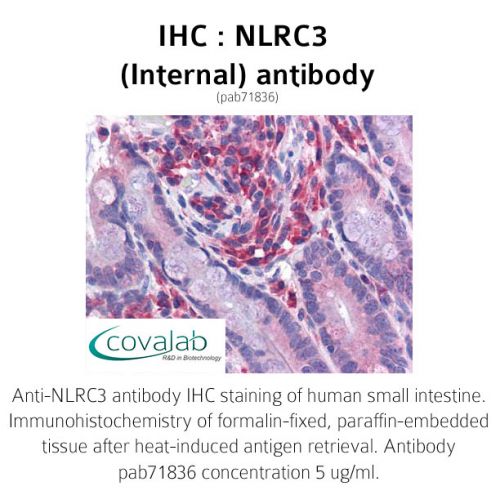 NLRC3 (Internal) antibody