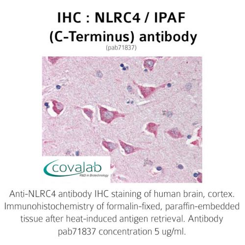 NLRC4 / IPAF (C-Terminus) antibody