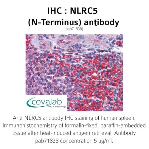 NLRC5 (N-Terminus) antibody
