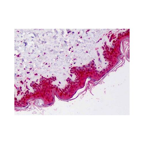NLRP3 (N-Terminus) antibody