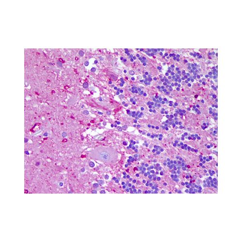 NLRP8 (N-Terminus) antibody