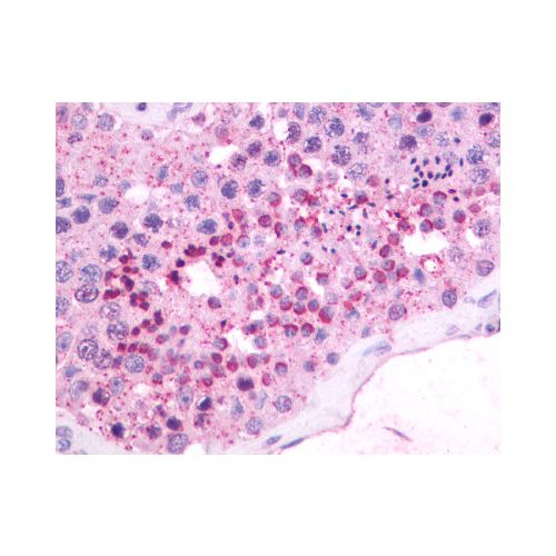 NMBR (Cytoplasmic Domain) antibody