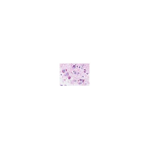 NMUR1 (C-Terminus) antibody