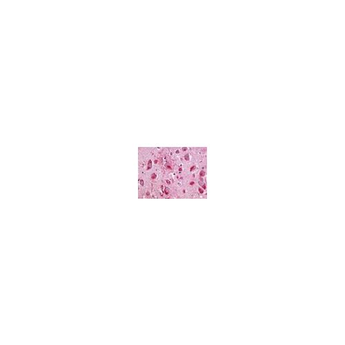 NMUR2 (C-Terminus) antibody