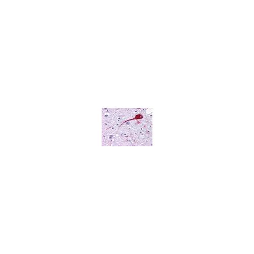 NMUR2 (Cytoplasmic Domain) antibody