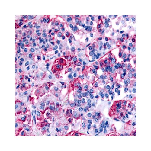 NPBWR1 (Cytoplasmic Domain) antibody