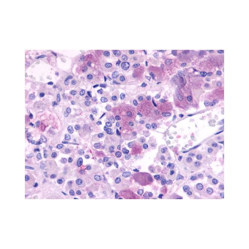 NPBWR1 (Extracellular Domain) antibody