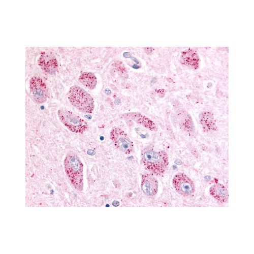 NPBWR2 (Cytoplasmic Domain) antibody
